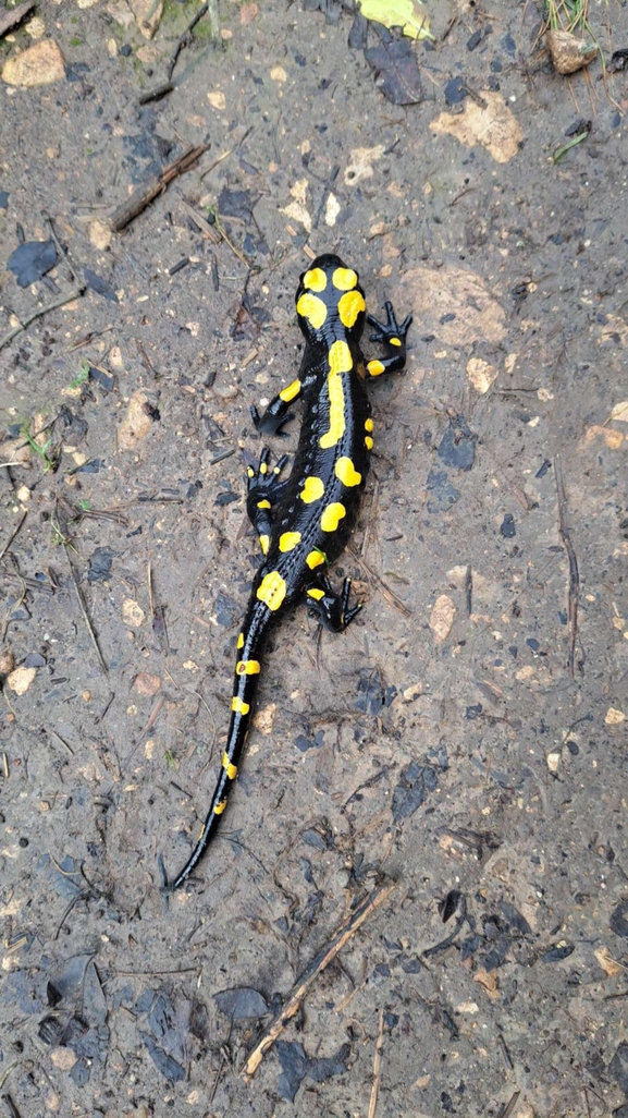 Salamandra infraimmaculata  photographed by מוחמד נסאר 