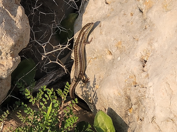 Mabuya vittata  photographed by סיון מרדוק 