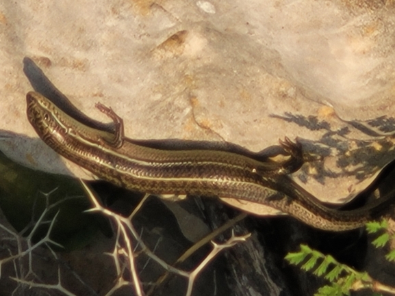 Mabuya vittata  photographed by סיון מרדוק 