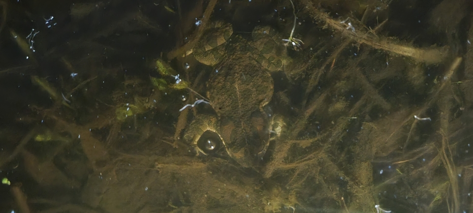 Bufo viridis  photographed by אלדד אלרון 