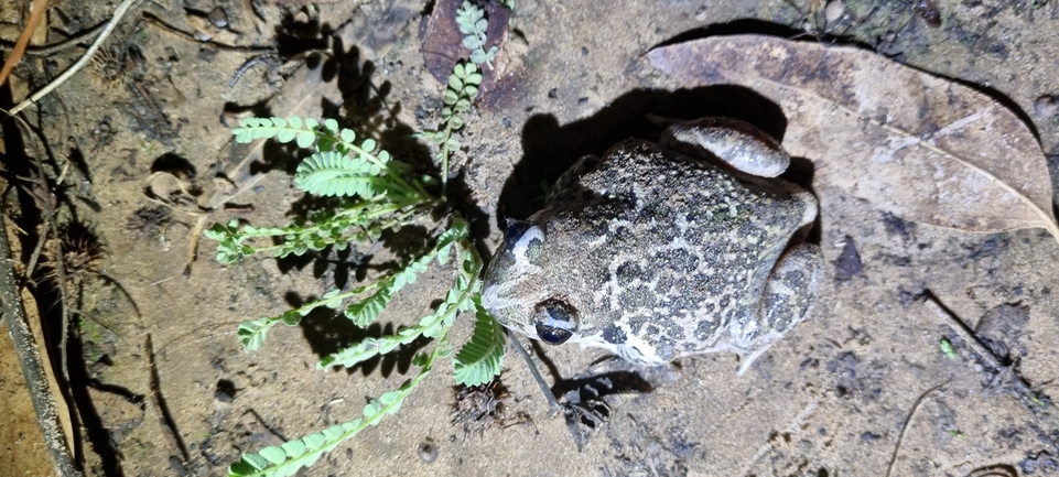 Pelobates syriacus syriacus  photographed by אלדד אלרון 