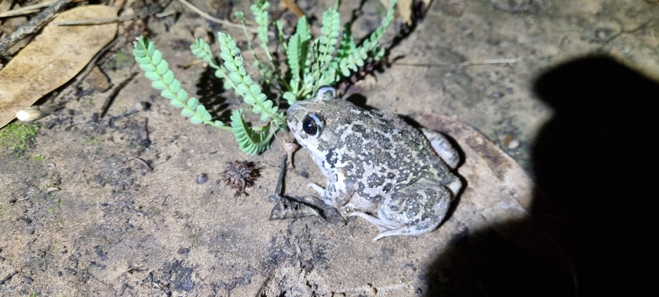 Pelobates syriacus syriacus  photographed by אלדד אלרון 