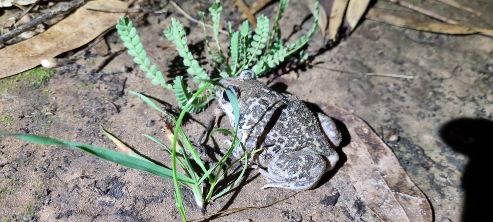 Pelobates syriacus syriacus  photographed by אלדד אלרון 