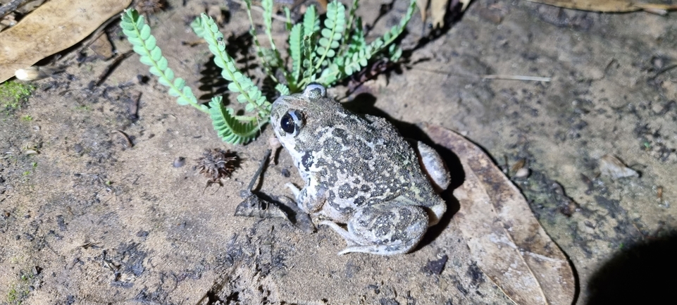 Pelobates syriacus syriacus  photographed by אלדד אלרון 