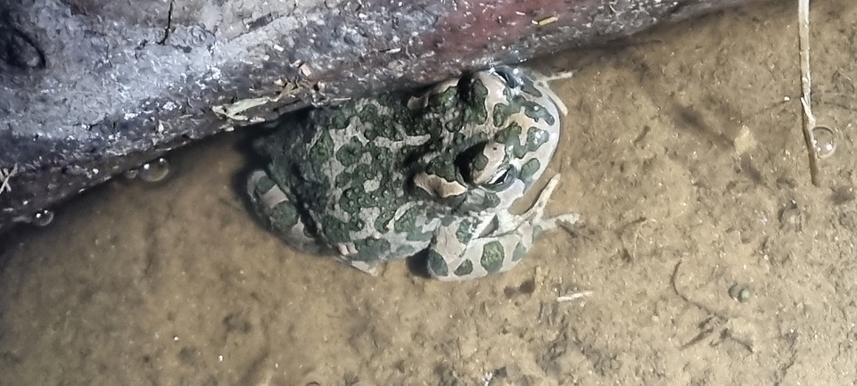 Bufo viridis  photographed by אלדד אלרון 