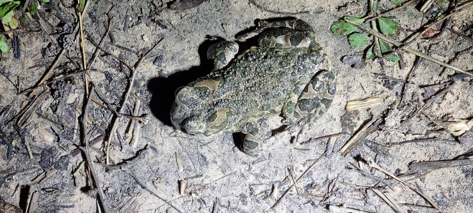 Bufo viridis  photographed by אלדד אלרון 