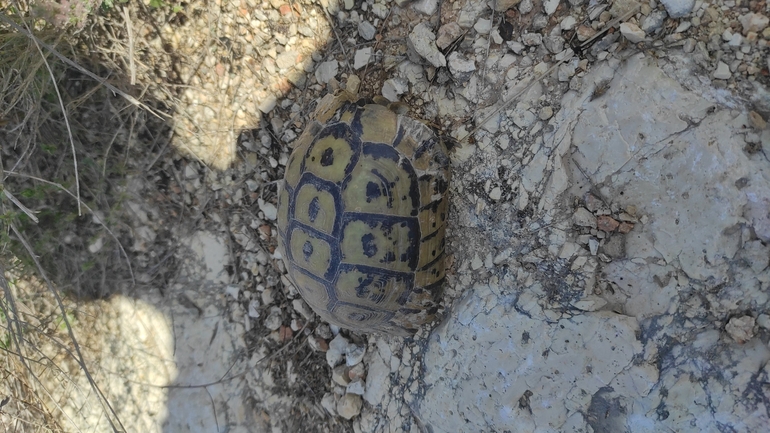 Testudo graeca  photographed by שחר מגארי 