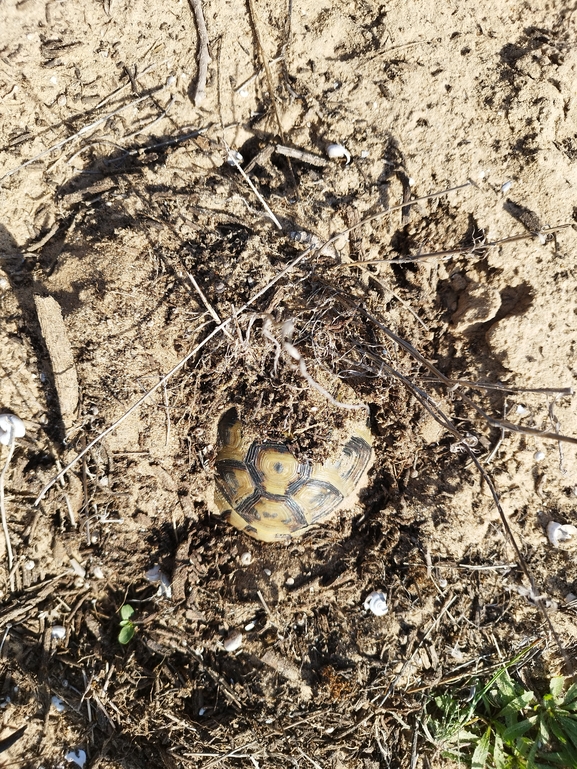 Testudo graeca  photographed by בעז שחם 