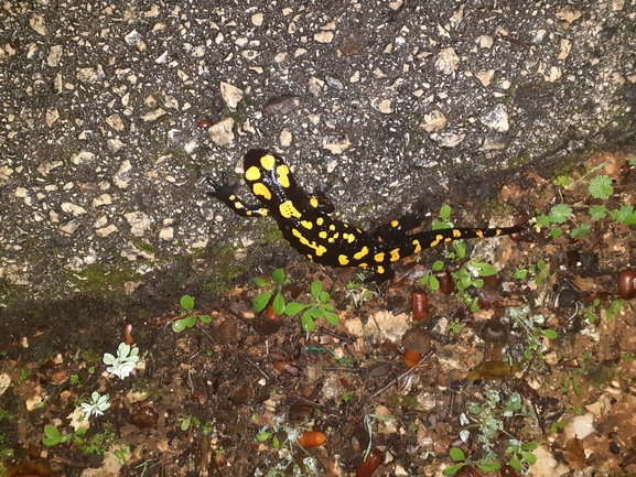 Salamandra infraimmaculata  photographed by גיל בן-עזרא 