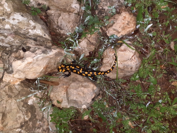 Salamandra infraimmaculata  photographed by גיל בן-עזרא 