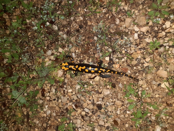 Salamandra infraimmaculata  photographed by גיל בן-עזרא 