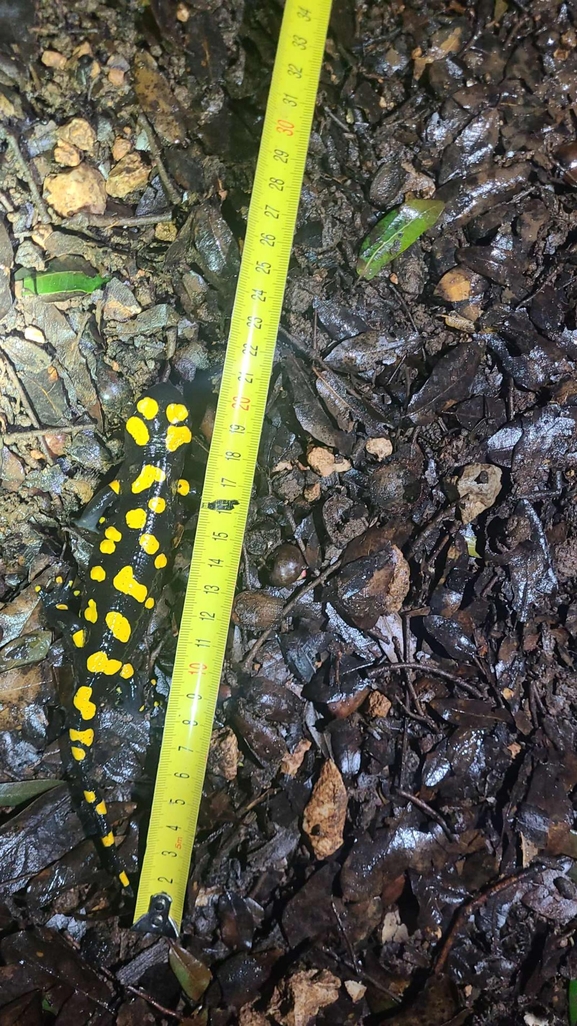 Salamandra infraimmaculata  photographed by טארק שנאן 