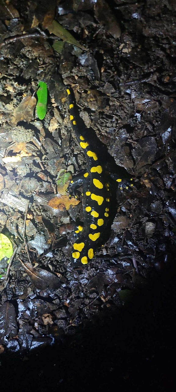 Salamandra infraimmaculata  photographed by טארק שנאן 