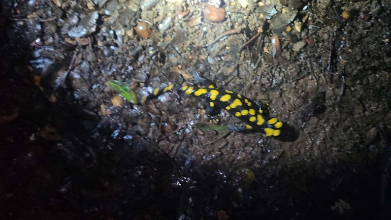 Salamandra infraimmaculata  photographed by טארק שנאן 