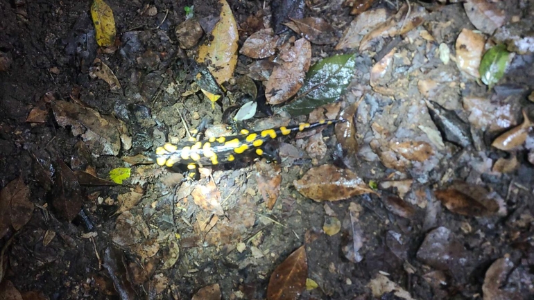 Salamandra infraimmaculata  photographed by טארק שנאן 