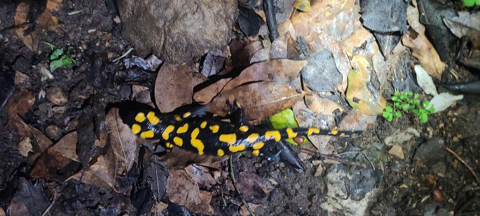 Salamandra infraimmaculata  photographed by טארק שנאן 