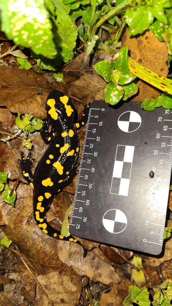 Salamandra infraimmaculata  photographed by רמדאן עיסא 