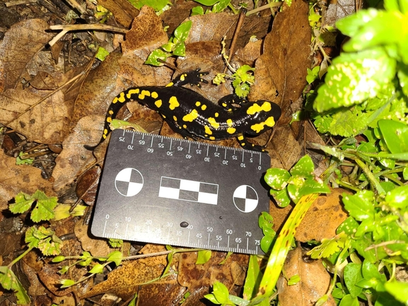 Salamandra infraimmaculata  photographed by רמדאן עיסא 