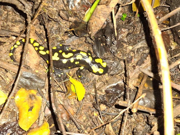 Salamandra infraimmaculata  photographed by רמדאן עיסא 