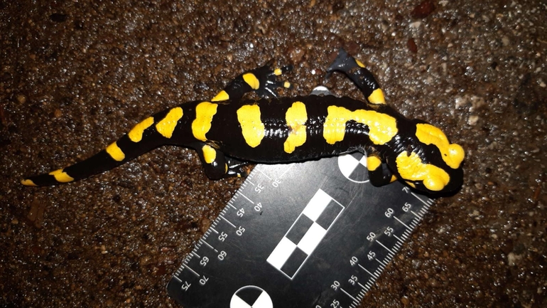 Salamandra infraimmaculata  photographed by רמדאן עיסא 