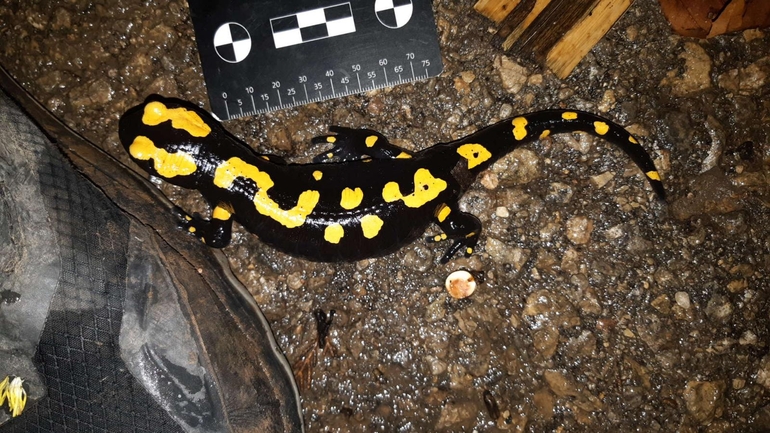 Salamandra infraimmaculata  photographed by רמדאן עיסא 