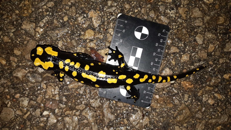 Salamandra infraimmaculata  photographed by רמדאן עיסא 