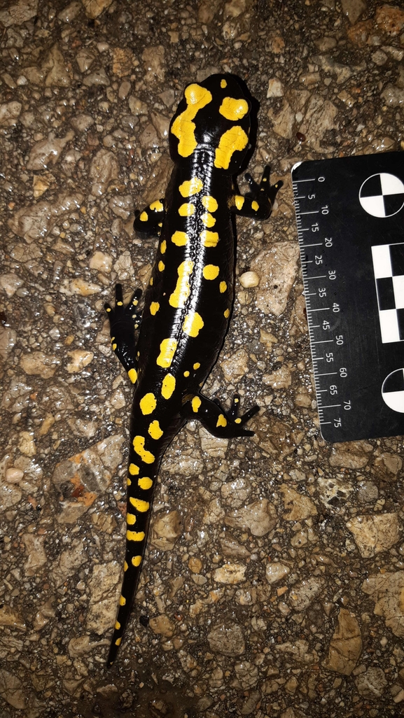 Salamandra infraimmaculata  photographed by רמדאן עיסא 