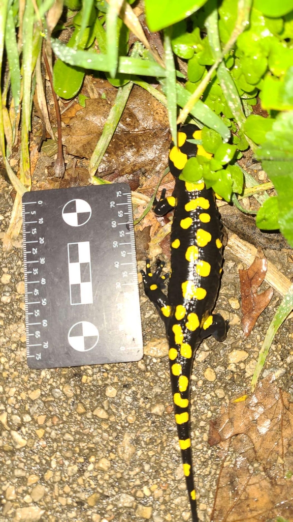 Salamandra infraimmaculata  photographed by רמדאן עיסא 