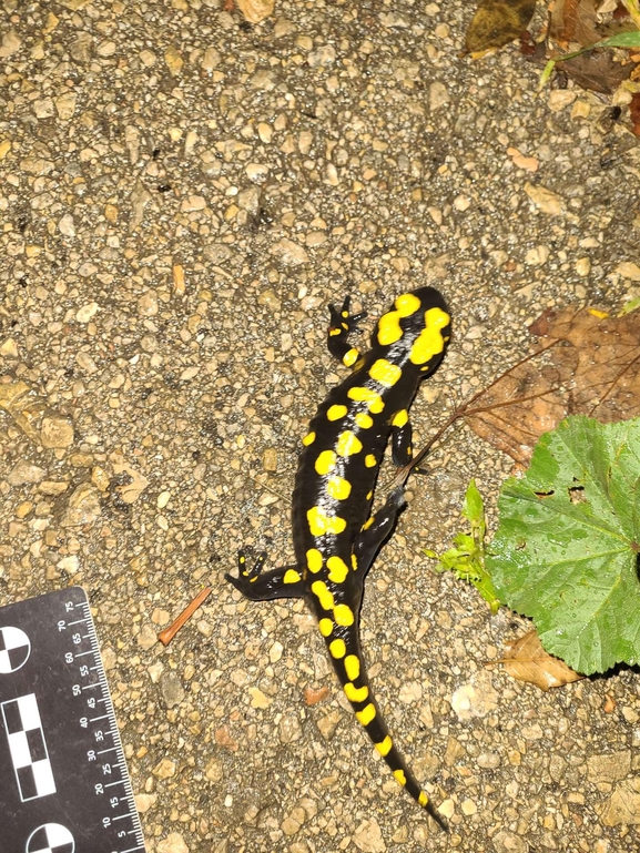 Salamandra infraimmaculata  photographed by רמדאן עיסא 