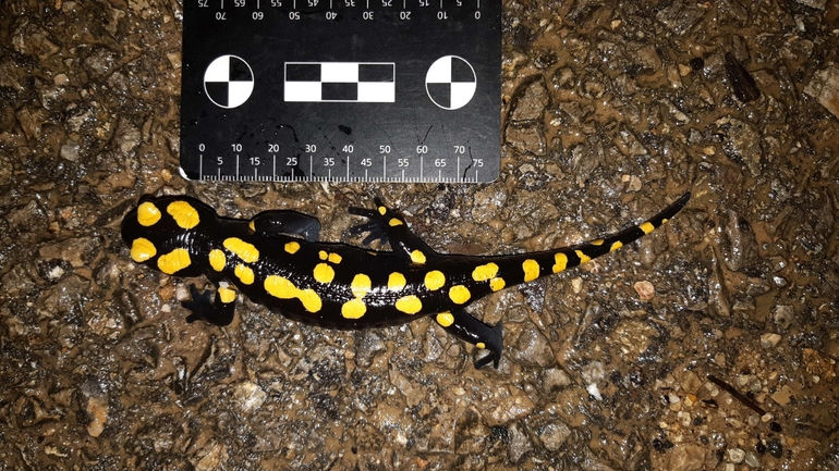 Salamandra infraimmaculata  photographed by רמדאן עיסא 