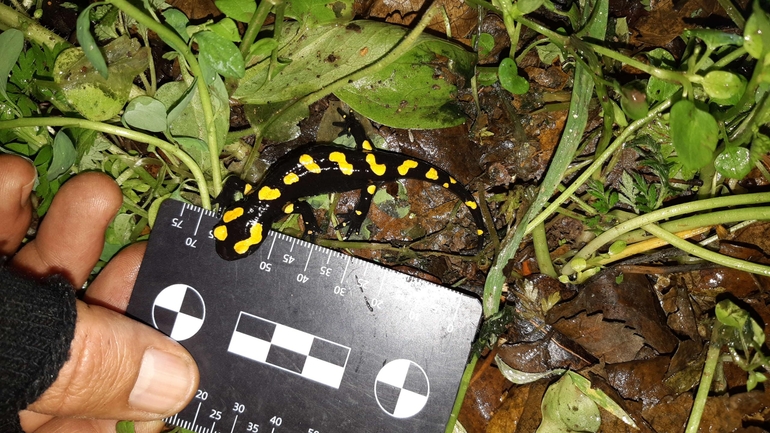 Salamandra infraimmaculata  photographed by רמדאן עיסא 