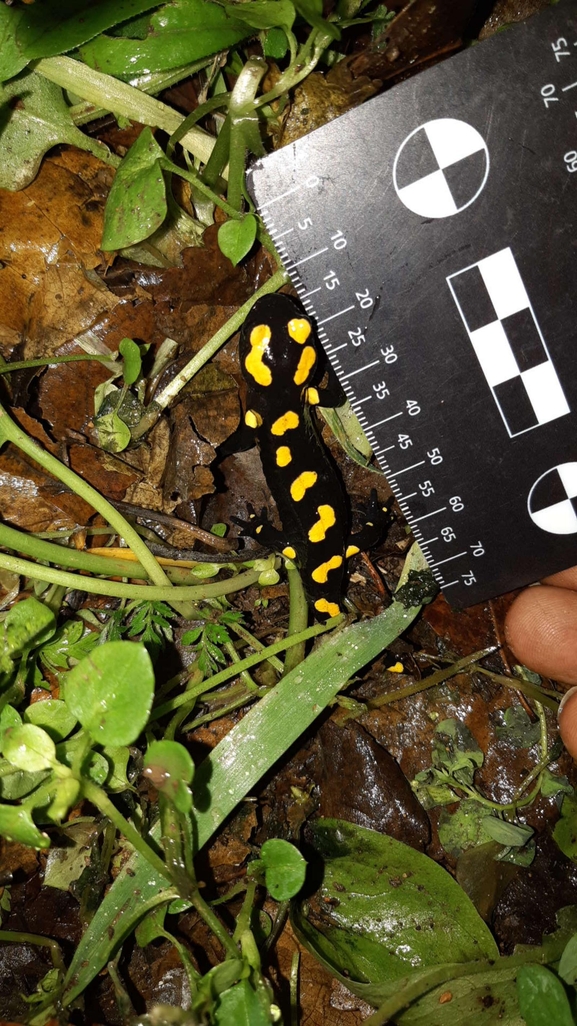 Salamandra infraimmaculata  photographed by רמדאן עיסא 