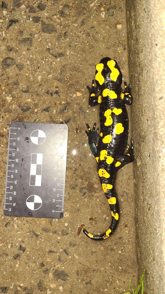 Salamandra infraimmaculata  photographed by רמדאן עיסא 