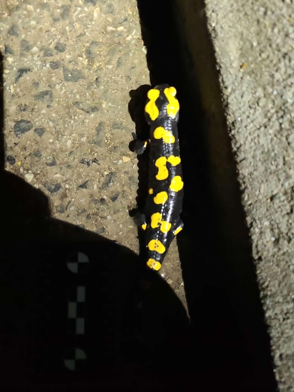 Salamandra infraimmaculata  photographed by רמדאן עיסא 