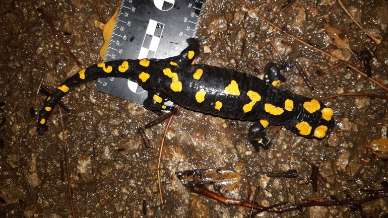 Salamandra infraimmaculata  photographed by רמדאן עיסא 