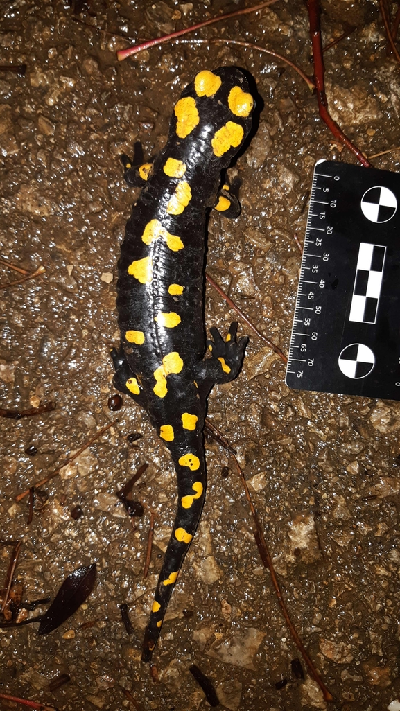 Salamandra infraimmaculata  photographed by רמדאן עיסא 