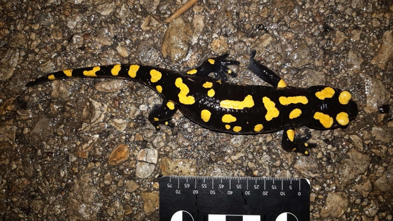 Salamandra infraimmaculata  photographed by רמדאן עיסא 