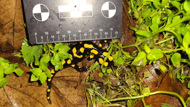 Salamandra infraimmaculata  photographed by רמדאן עיסא 