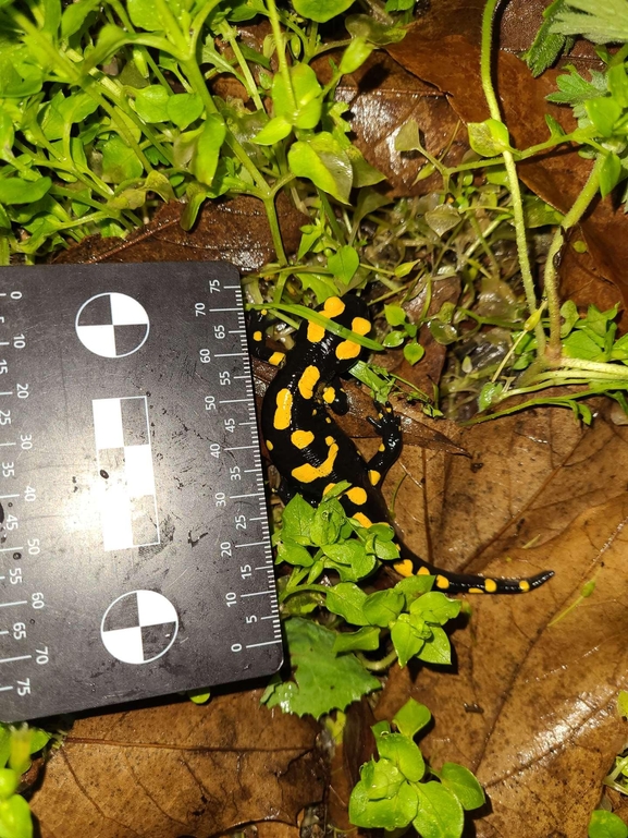 Salamandra infraimmaculata  photographed by רמדאן עיסא 