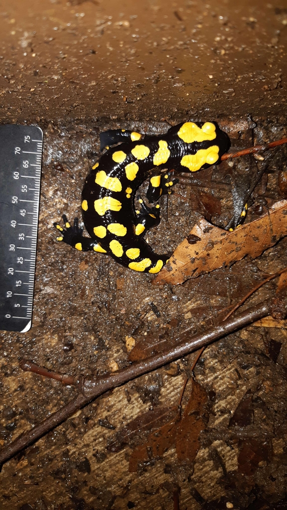 Salamandra infraimmaculata  photographed by רמדאן עיסא 