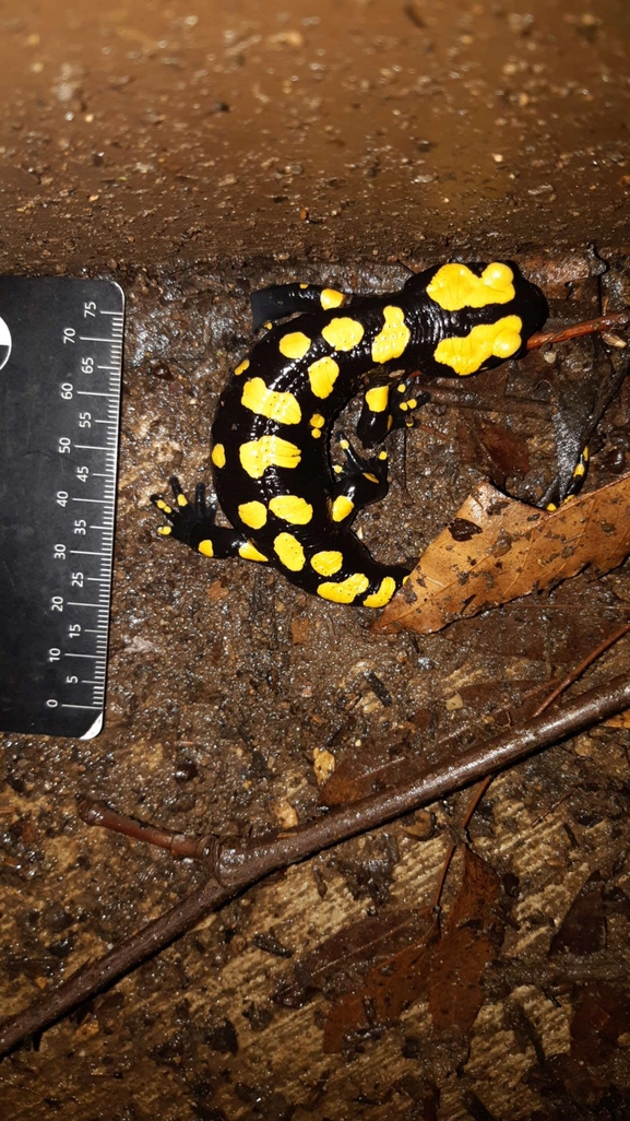 Salamandra infraimmaculata  photographed by רמדאן עיסא 