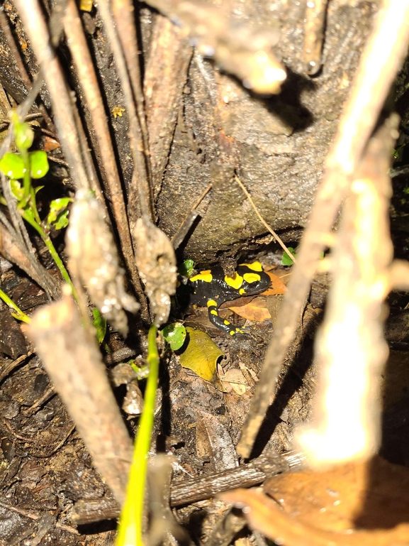 Salamandra infraimmaculata  photographed by רמדאן עיסא 