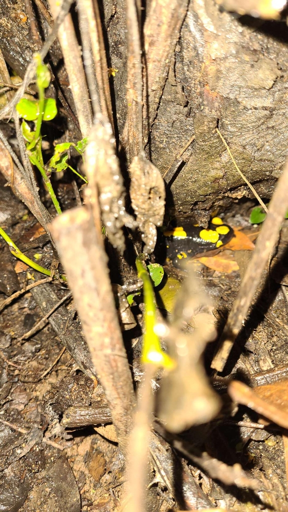 Salamandra infraimmaculata  photographed by רמדאן עיסא 