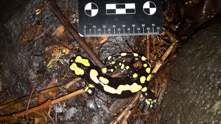 Salamandra infraimmaculata  photographed by רמדאן עיסא 