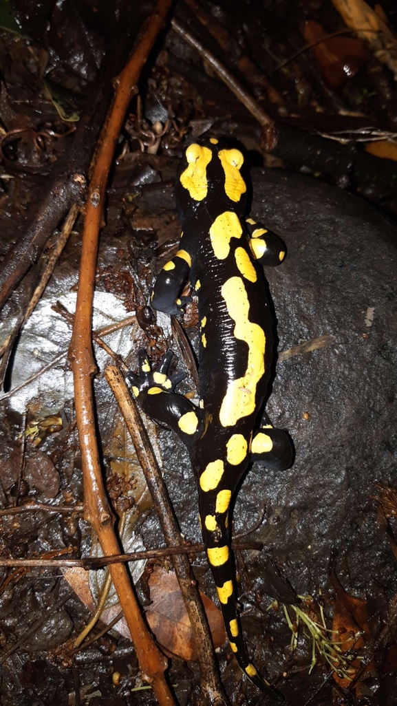 Salamandra infraimmaculata  photographed by רמדאן עיסא 