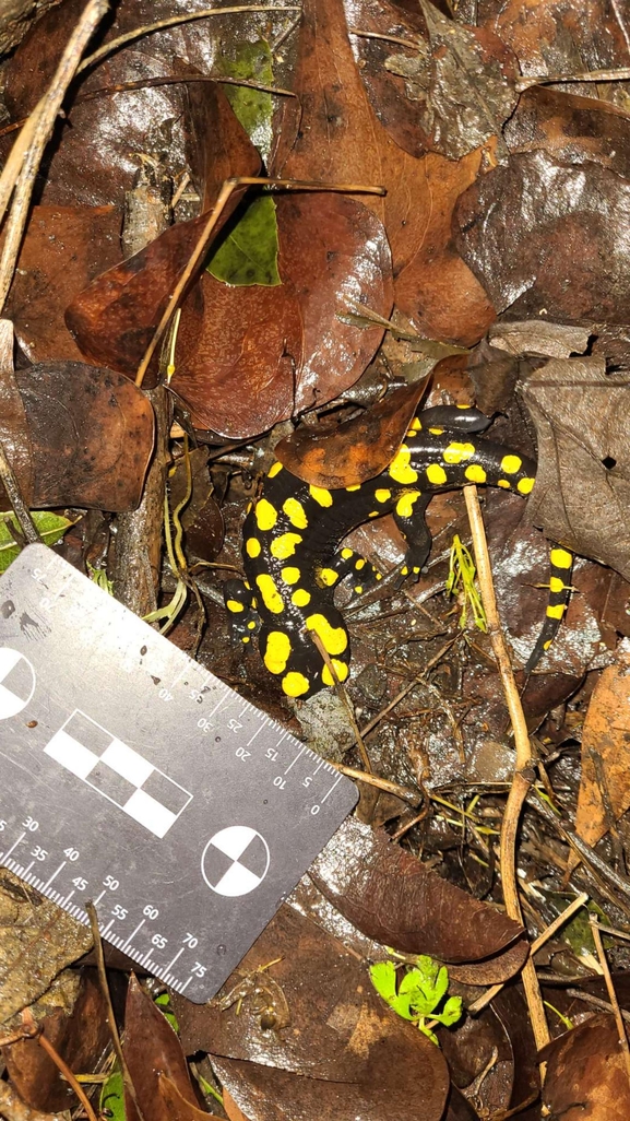 Salamandra infraimmaculata  photographed by רמדאן עיסא 