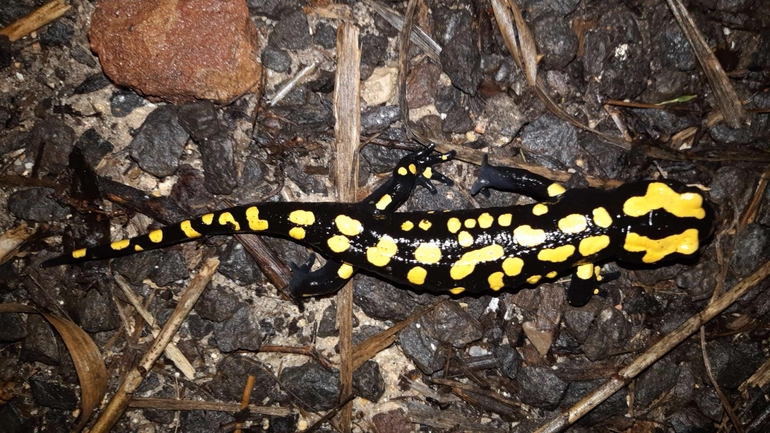 Salamandra infraimmaculata  photographed by רמדאן עיסא 