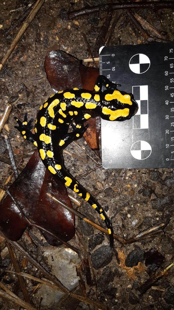 Salamandra infraimmaculata  photographed by רמדאן עיסא 