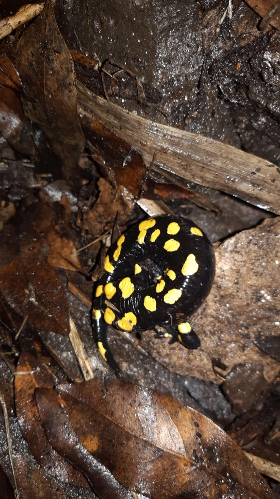 Salamandra infraimmaculata  photographed by רמדאן עיסא 