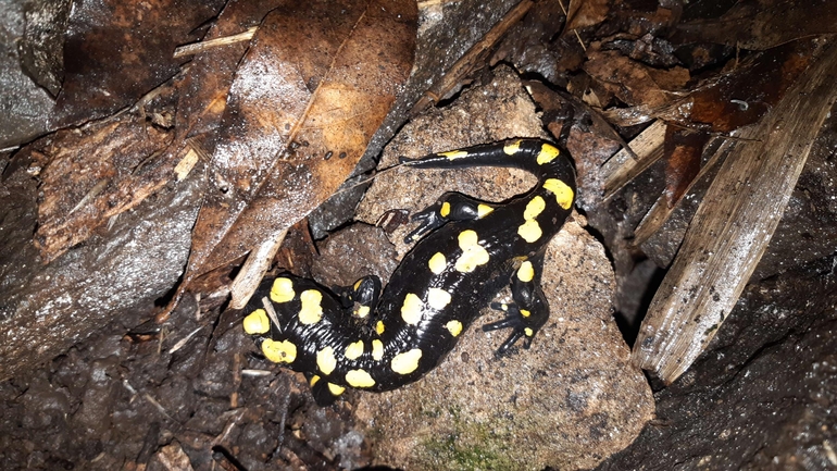 Salamandra infraimmaculata  photographed by רמדאן עיסא 